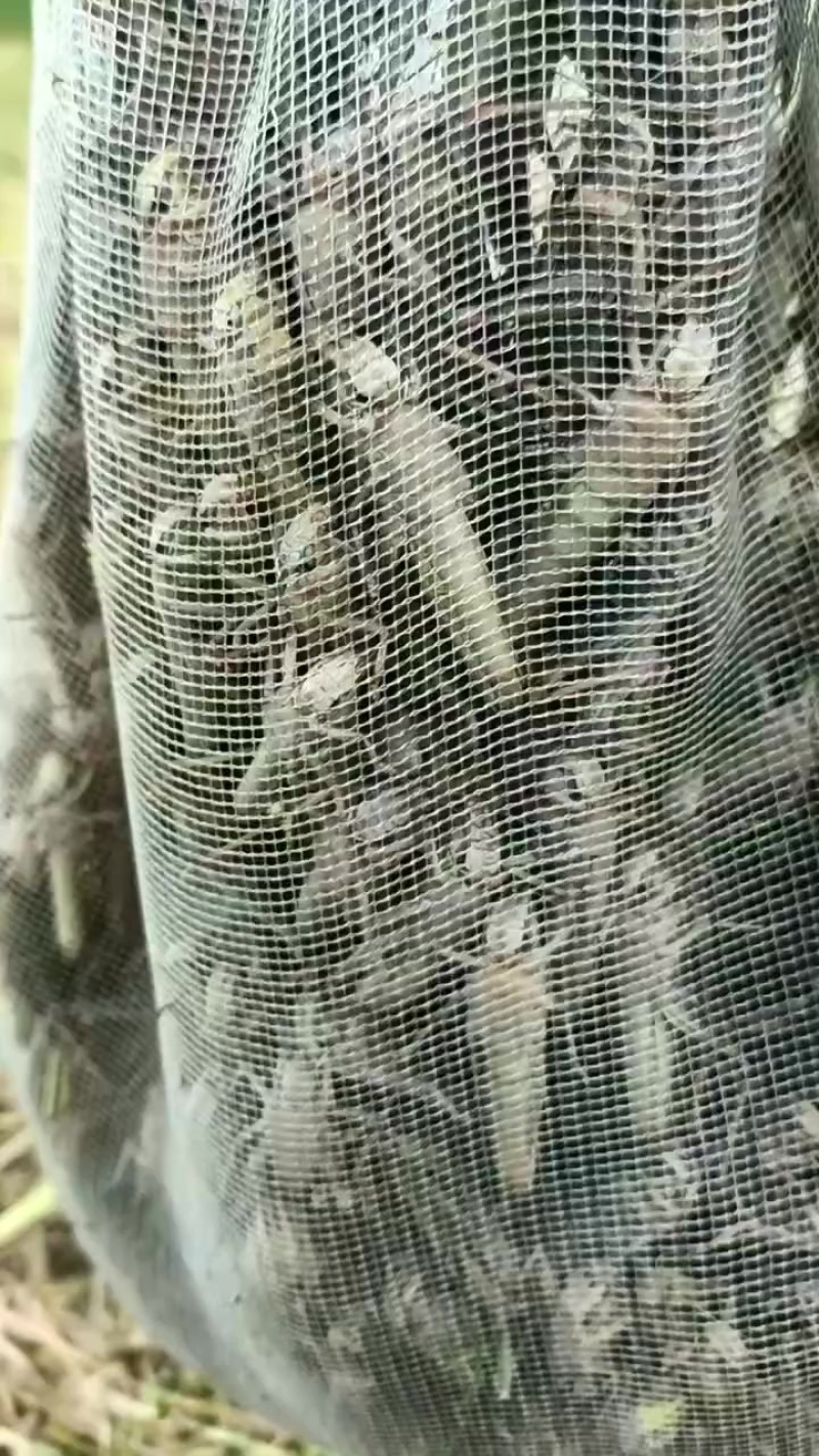 活体蚂蚱满籽