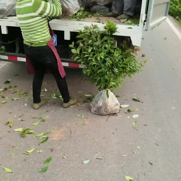 香樟袋苗