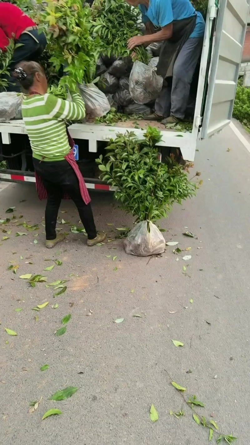 香樟袋苗