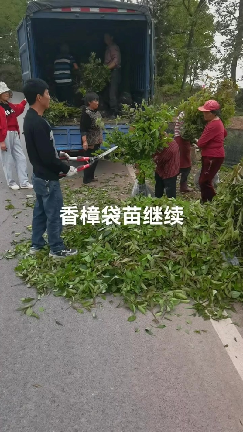 香樟袋苗