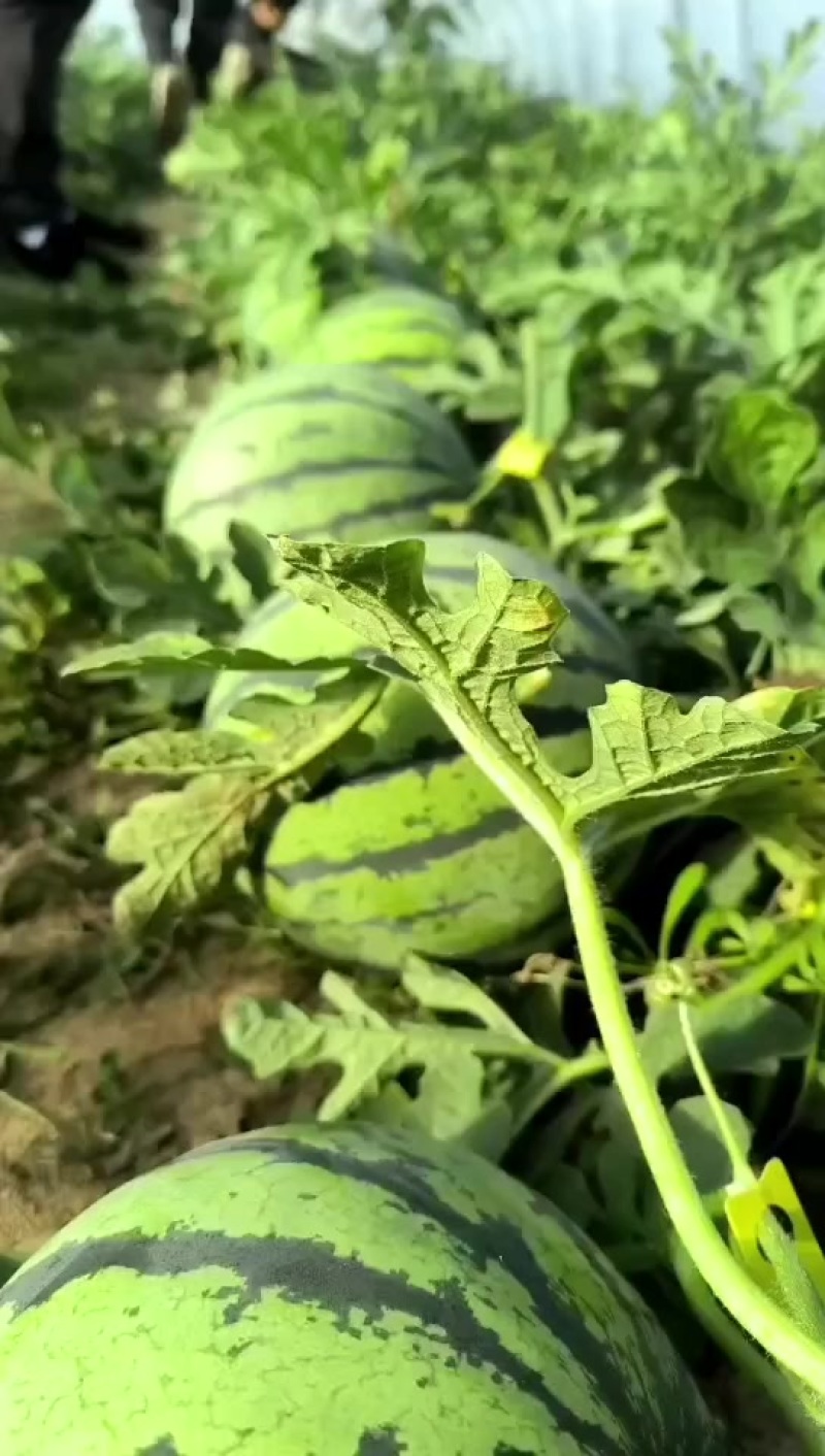 夏邑西瓜即将大量上市