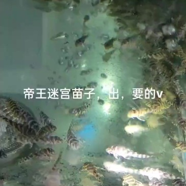 帝王迷宫333异型鱼苗