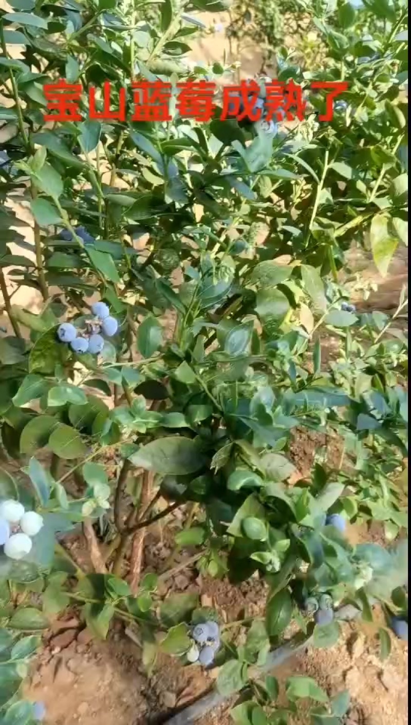 宝山蓝莓