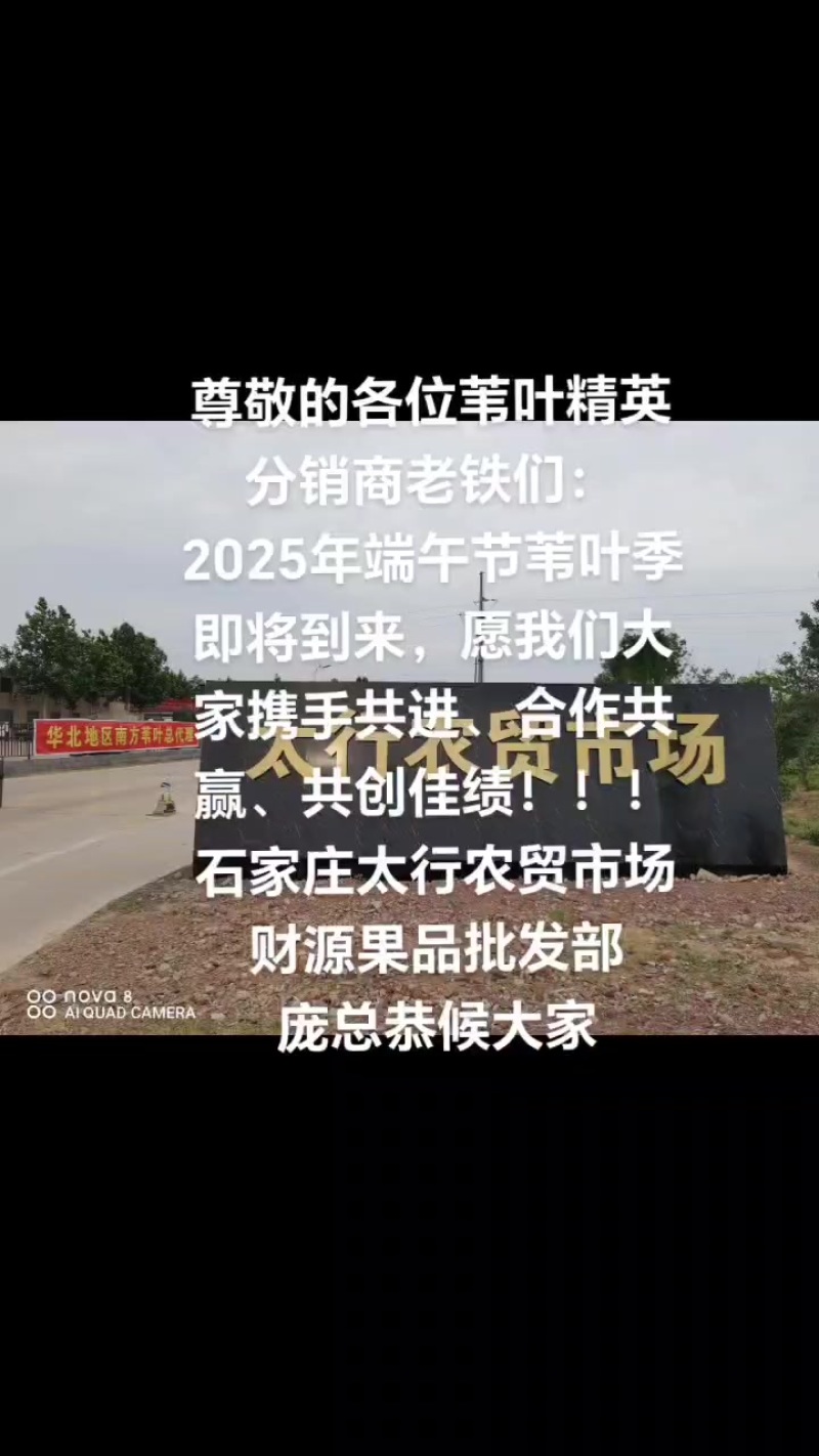 鲜芦苇叶