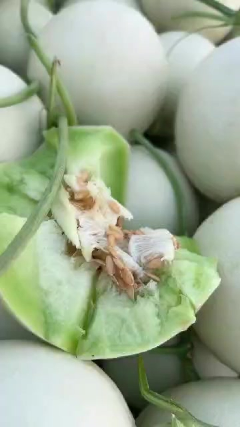 新鲜采摘甜瓜，香甜多汁，夏日清凉**，**特惠，赶快抢购！