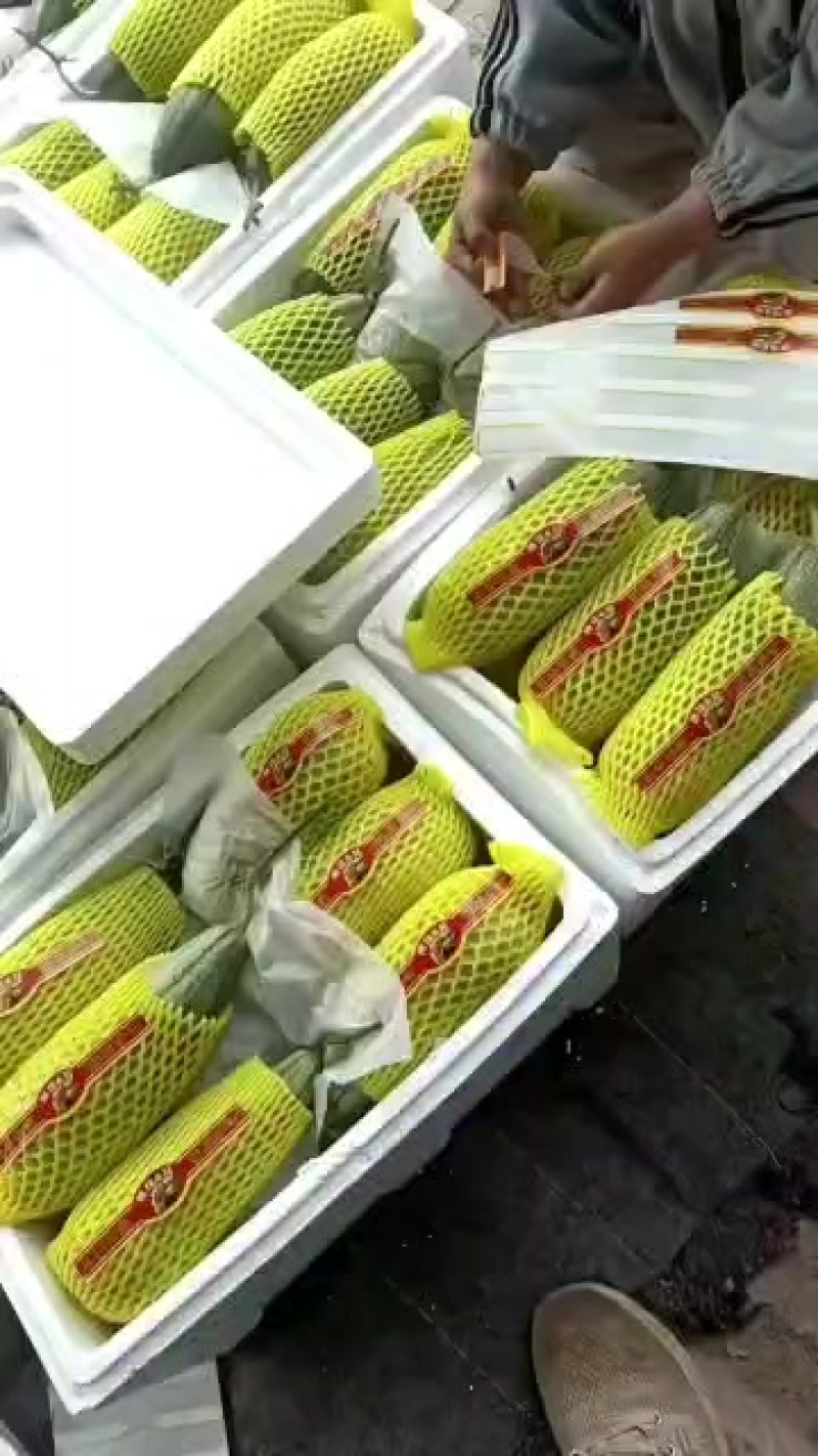 新鲜采摘甜瓜，香甜多汁，夏日清凉**，**特惠，赶快抢购！