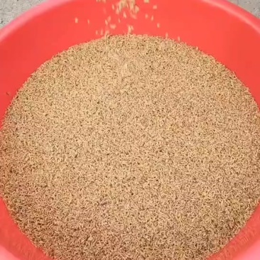 蝇蛆蛋白虫