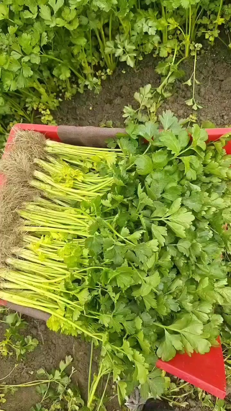 种植基地