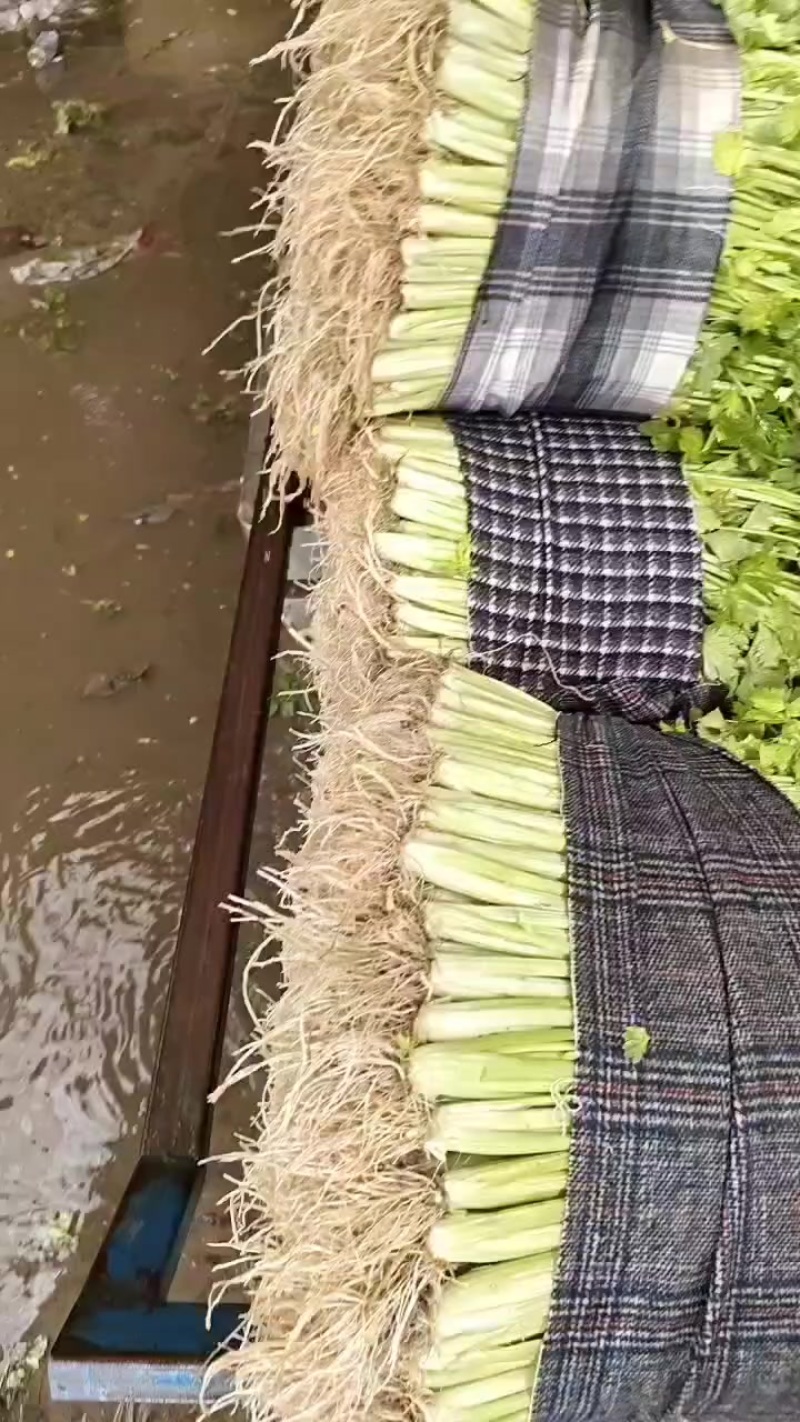 种植基地
