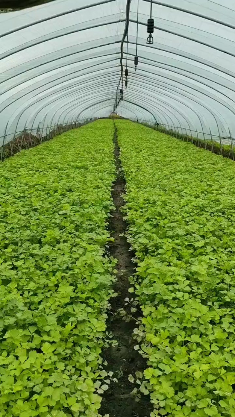 种植基地