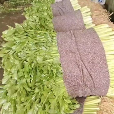 种植基地