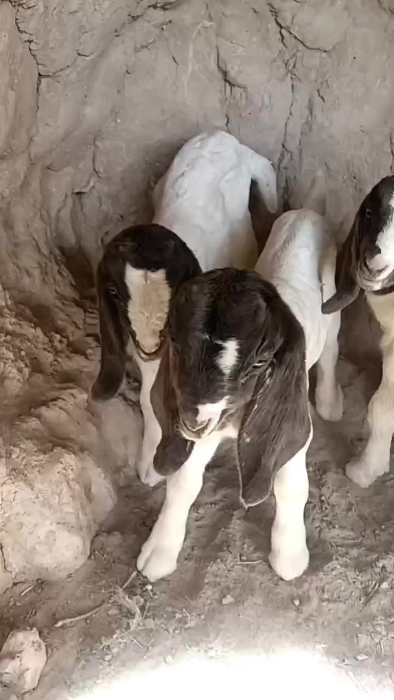 山羊，波尔山羊