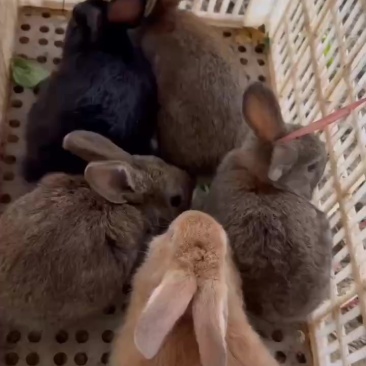 兔子