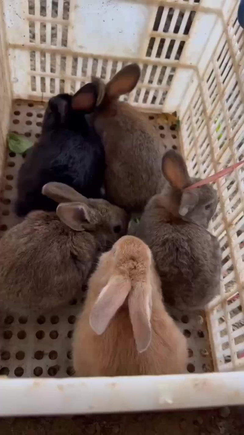 兔子