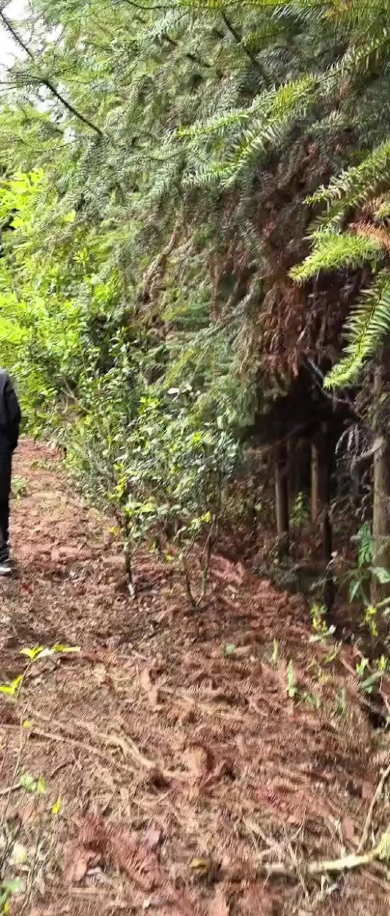 勐海县杉木