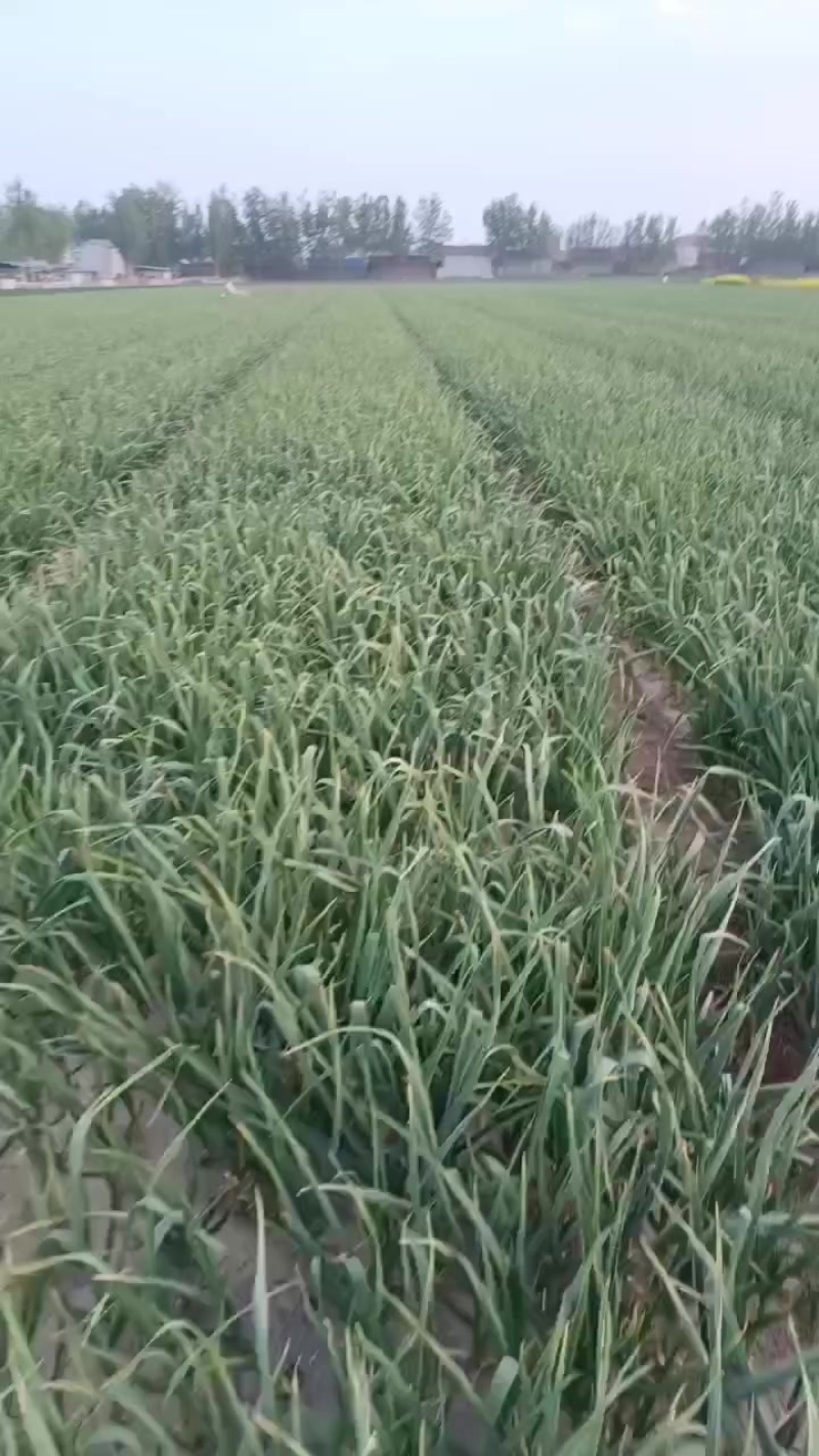 太空大蒜鲜大蒜