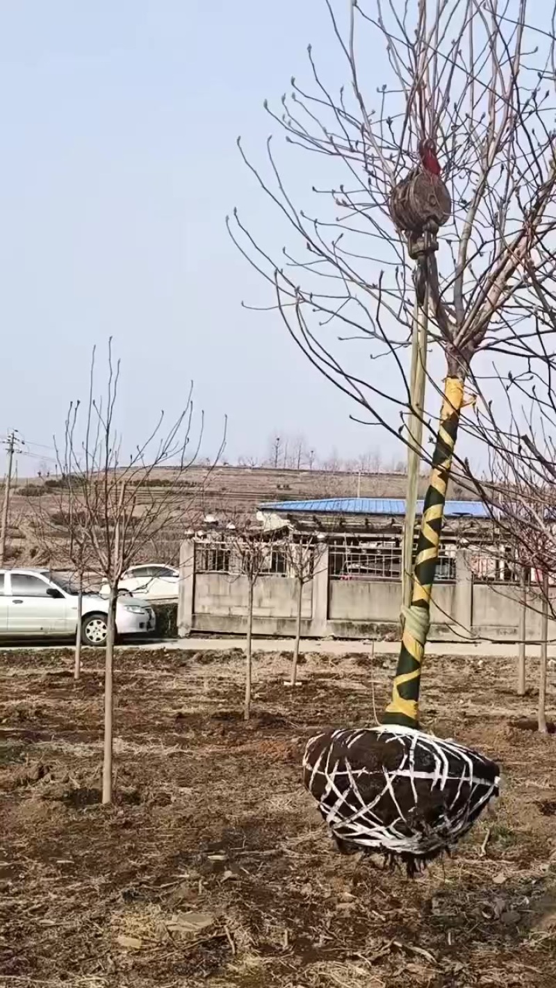 玉兰树