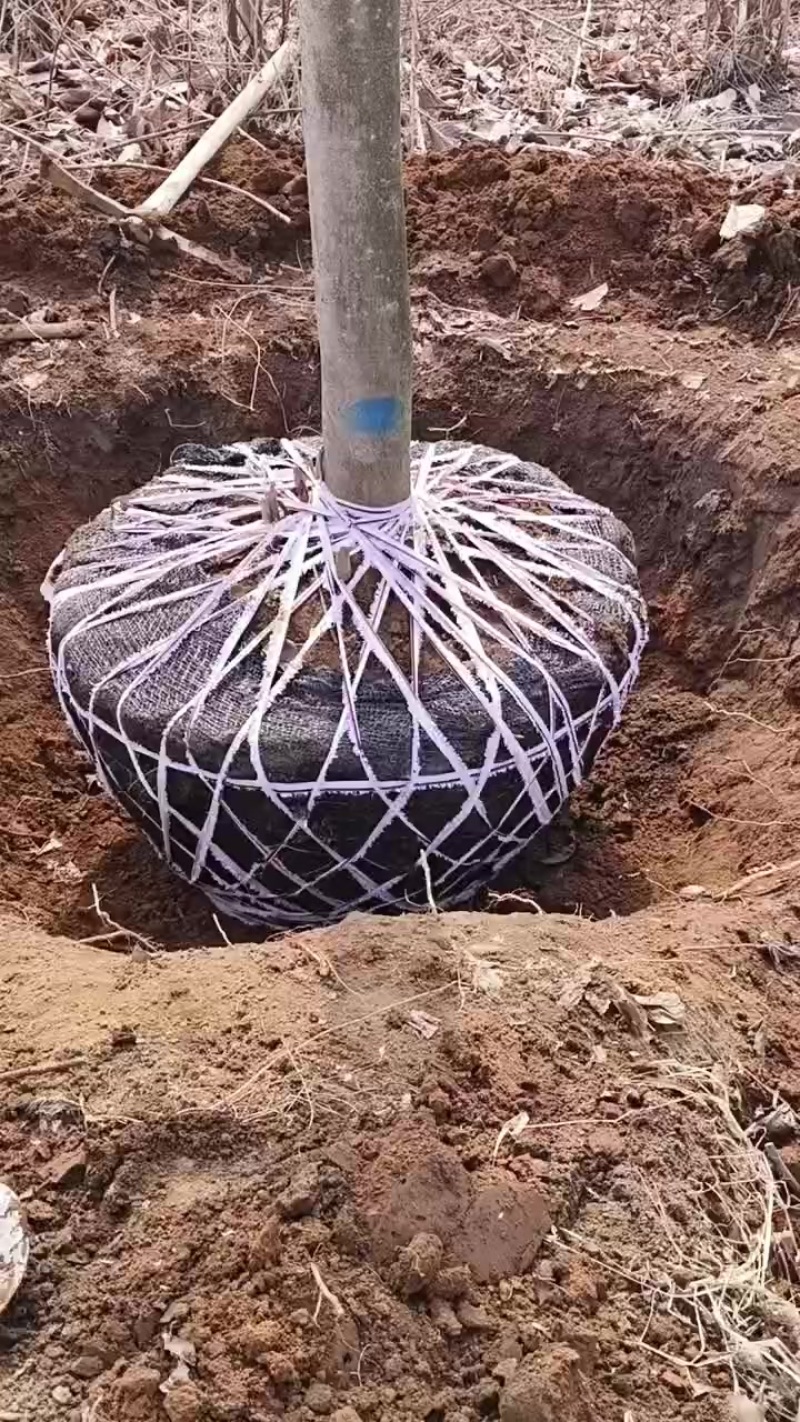 玉兰树