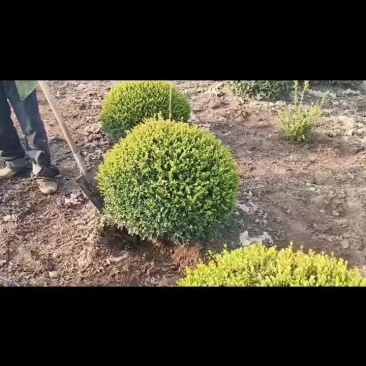红豆杉球