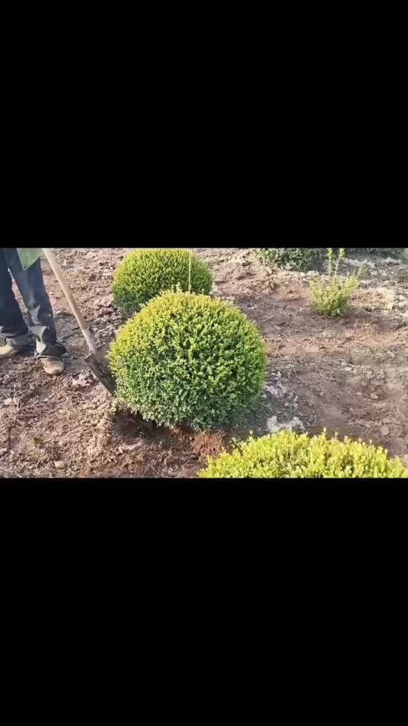 红豆杉球