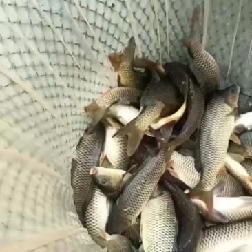 鲤鱼钓塘专用两斤多3斤的重量钓塘狂口鲤鱼