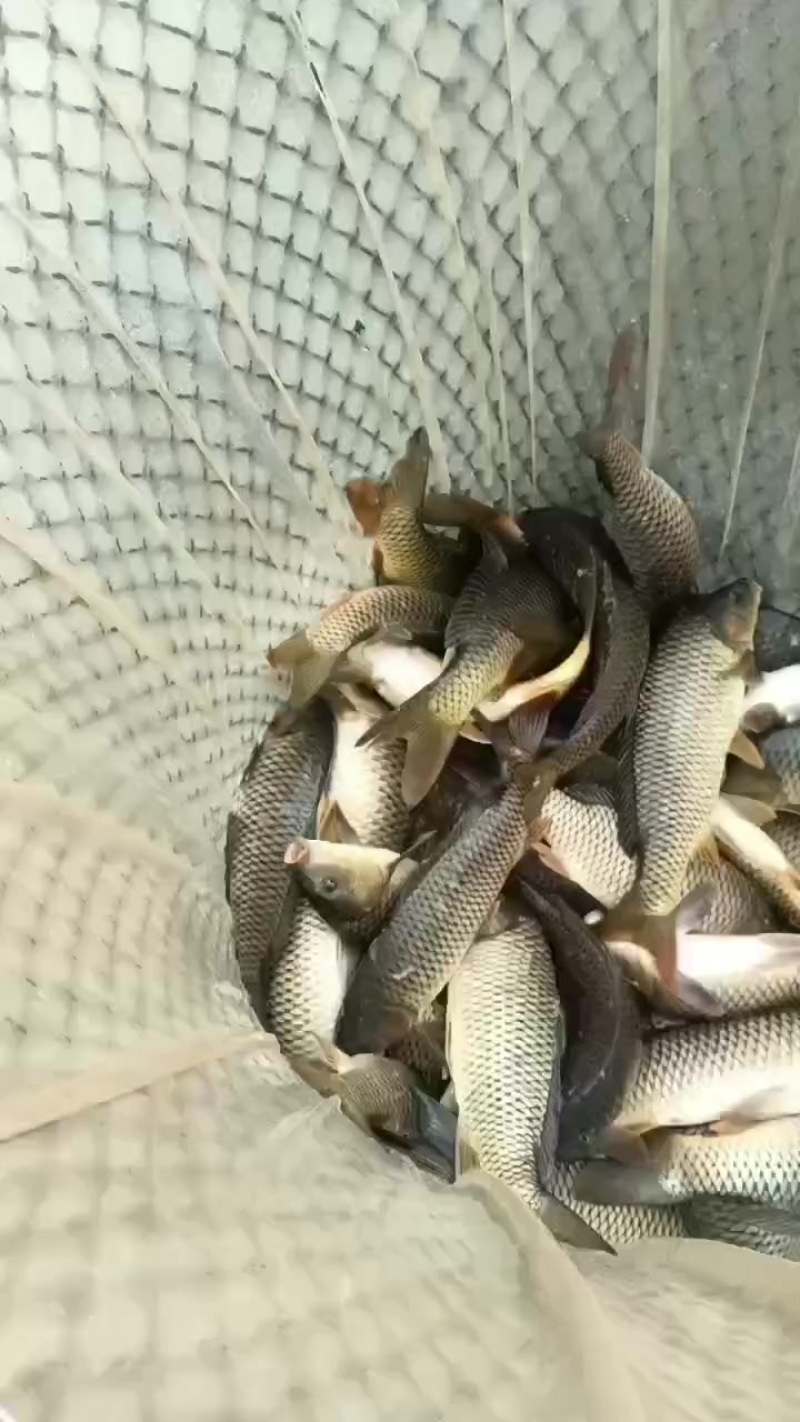 鲤鱼钓塘专用两斤多3斤的重量钓塘狂口鲤鱼