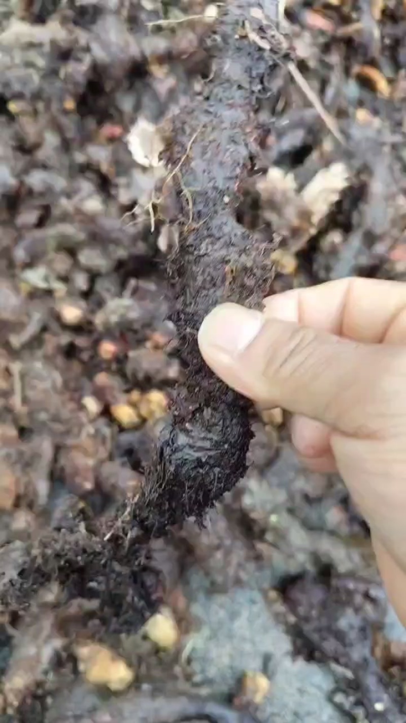 本人有一吨鲜货巴岩姜出售