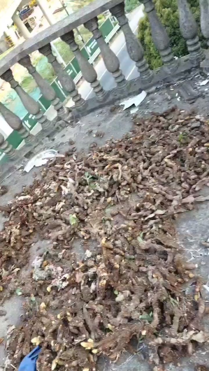 本人有一吨鲜货巴岩姜出售