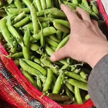 豌豆大量上市