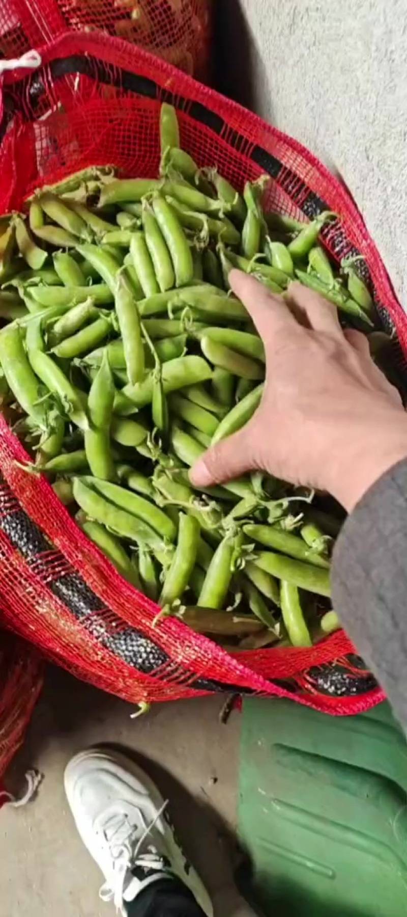 豌豆大量上市