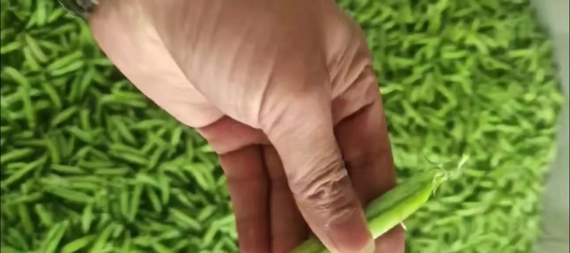 豌豆大量上市