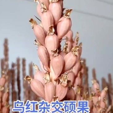 天麻硕果（红麻）