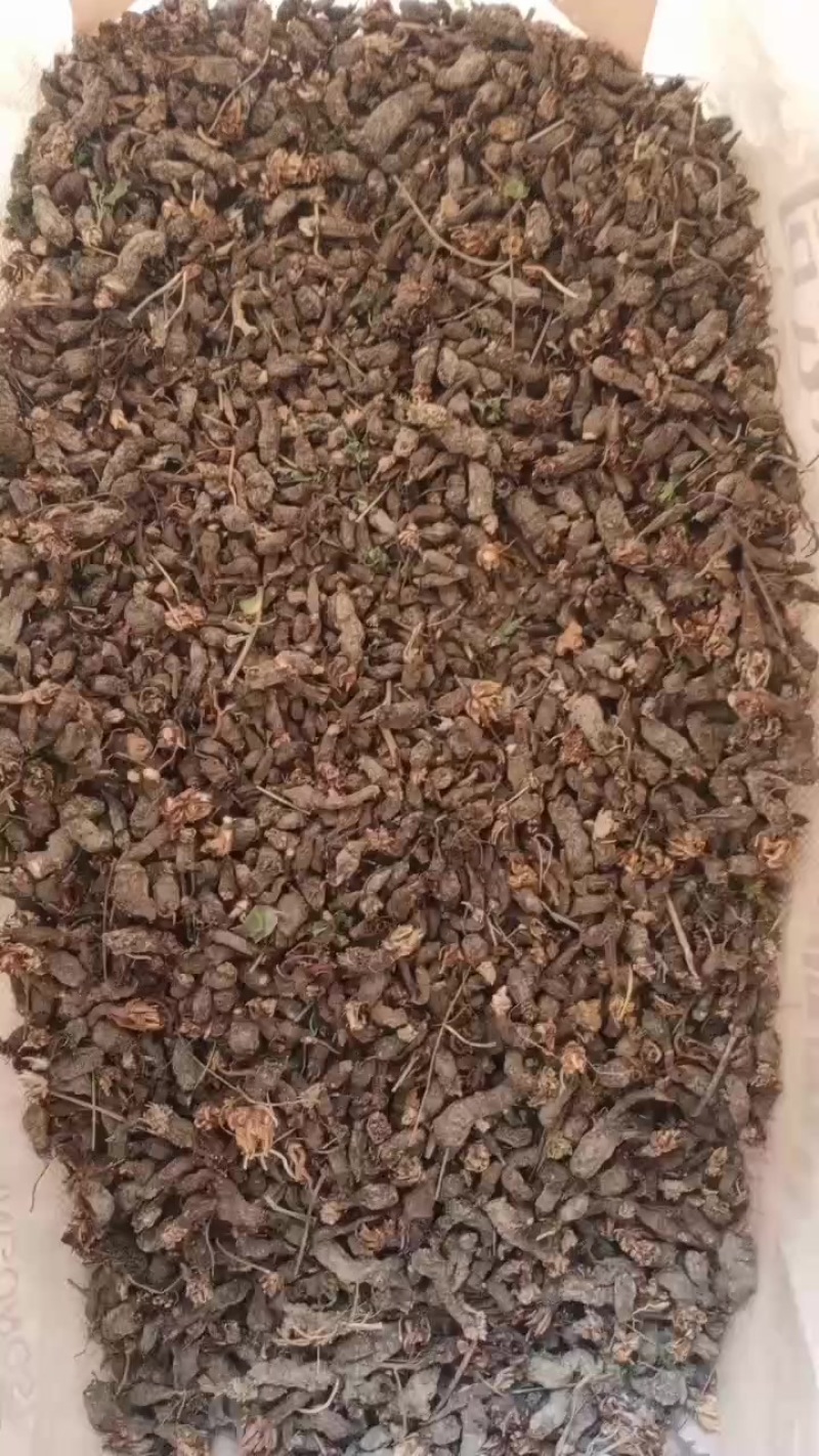 天葵子