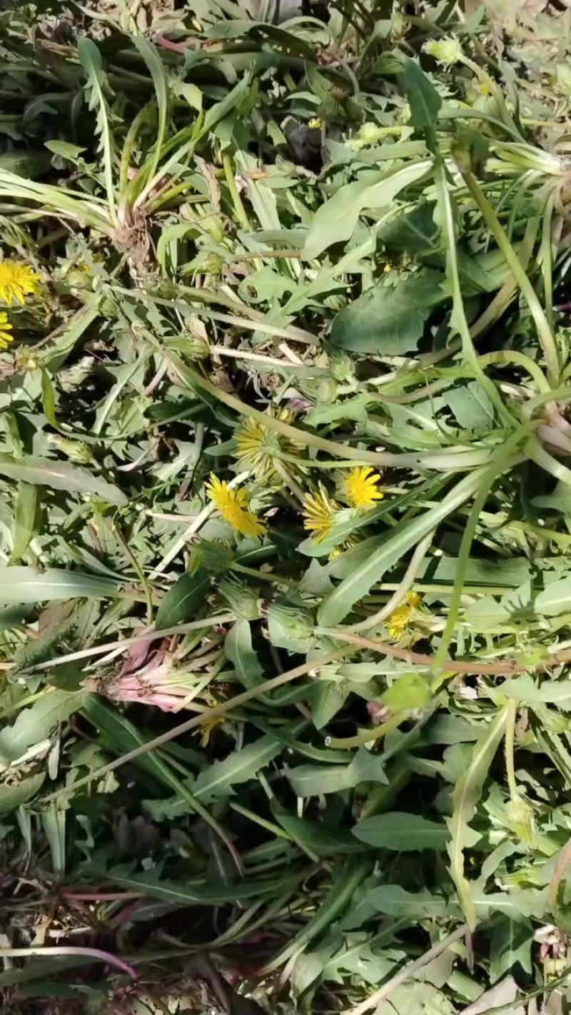 蒲公英