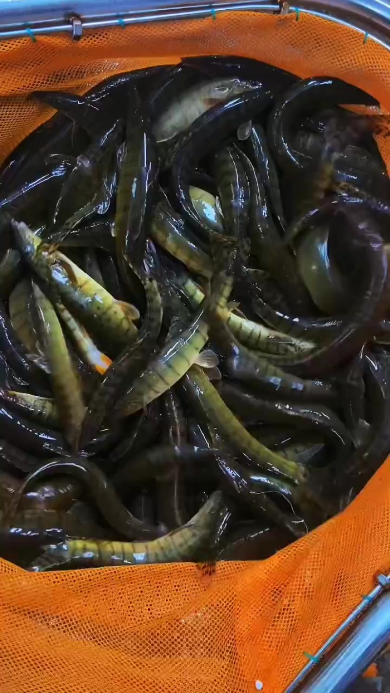 沙鳅