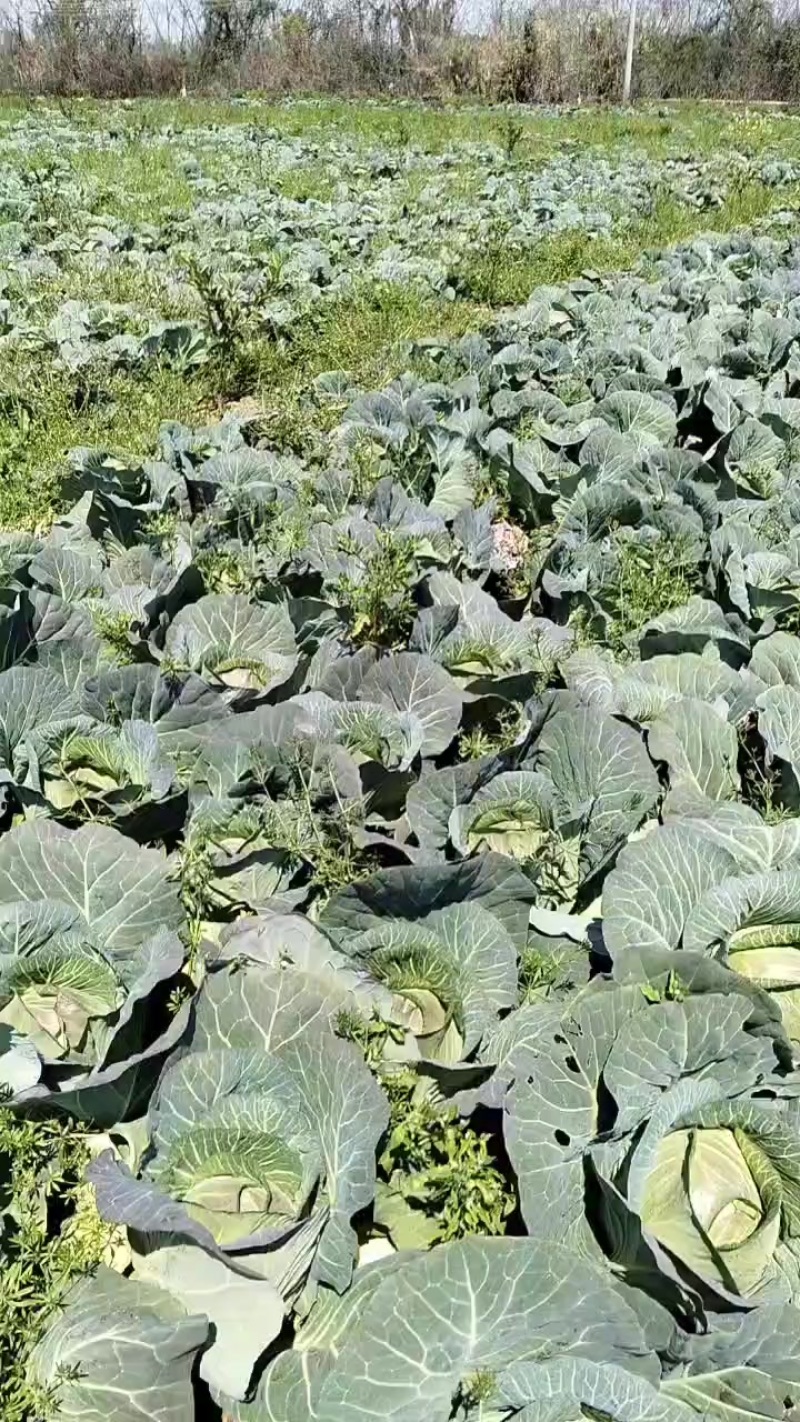 桂林冬绿铁包