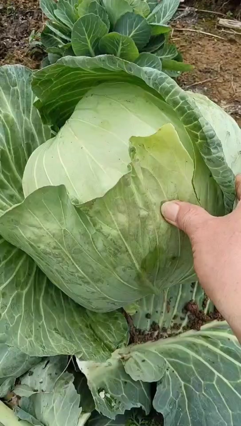 桂林冬绿铁包
