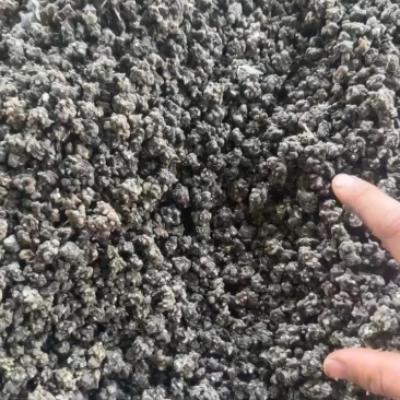 家种水洗无须猫爪草