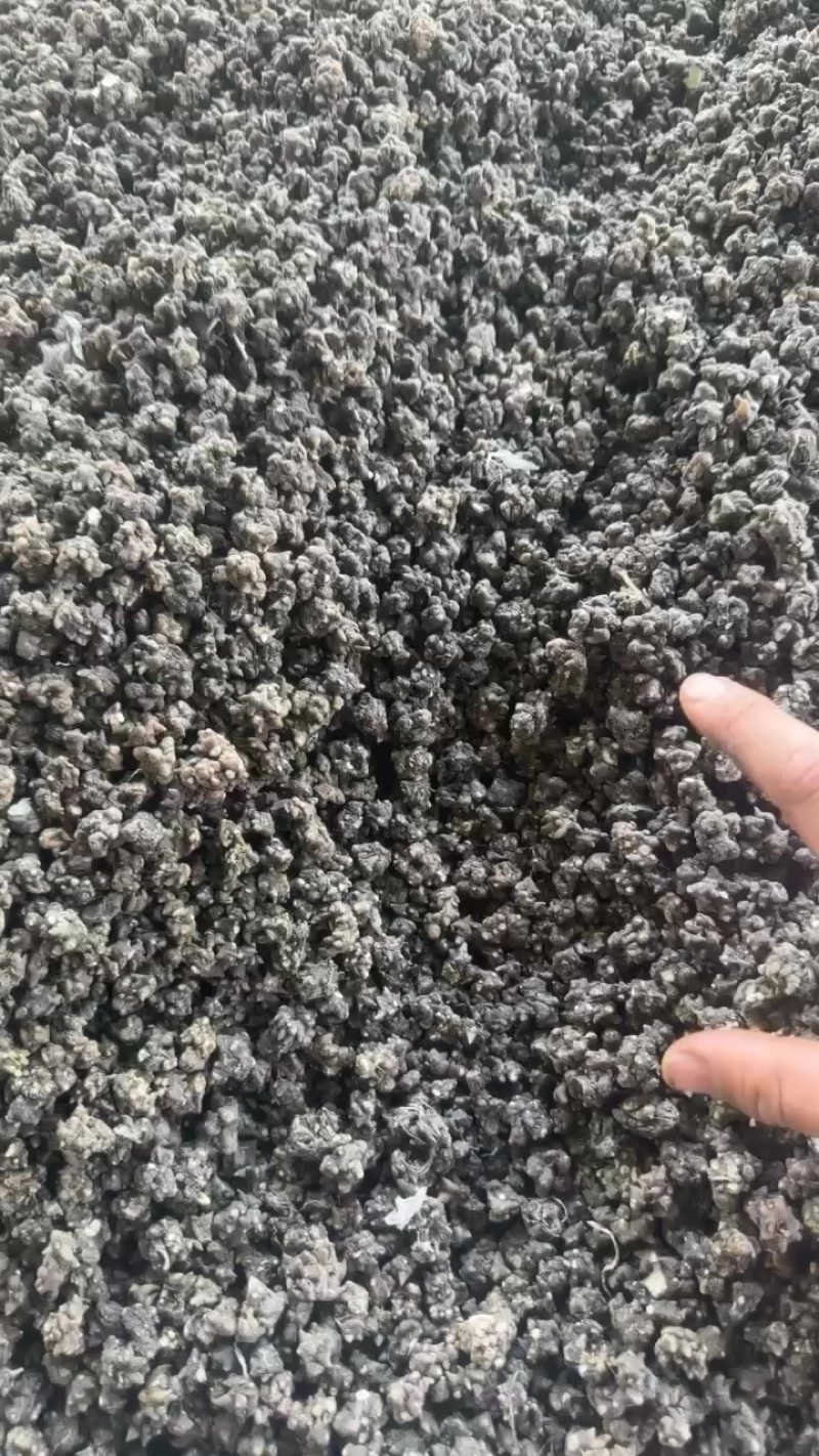 家种水洗无须猫爪草