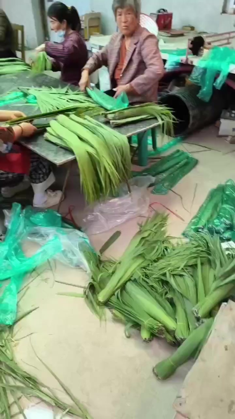 新鲜粽叶大量有货一手货源欢迎电联