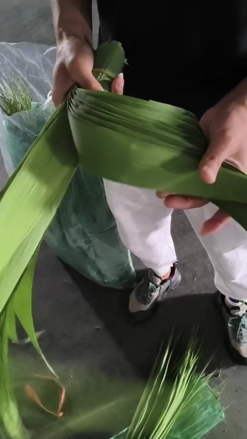 新鲜粽叶大量有货一手货源欢迎电联