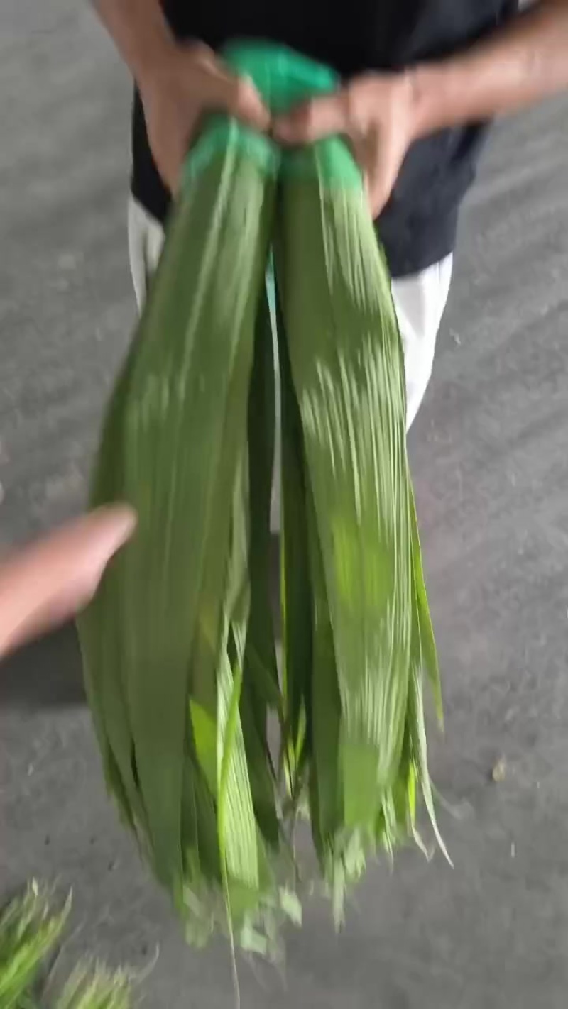新鲜粽叶大量有货一手货源欢迎电联