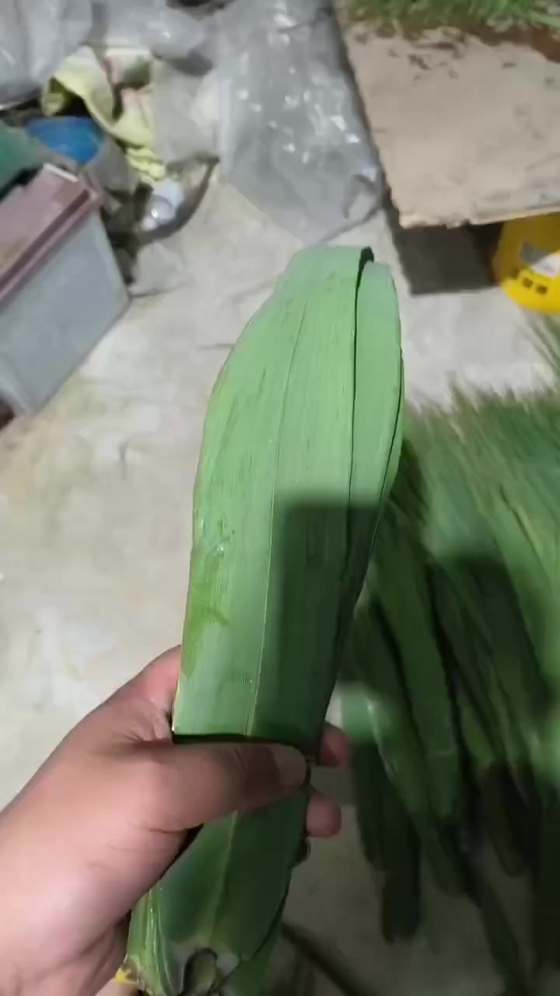 新鲜粽叶大量有货一手货源欢迎电联