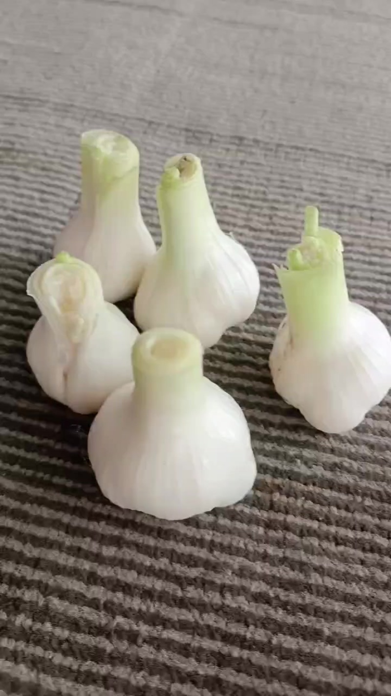 四川嫩蒜大量上市了，需要的朋友欢迎釆人，来电定赁！