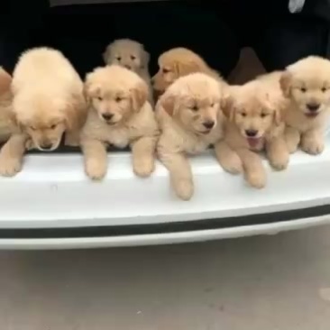 金毛犬
