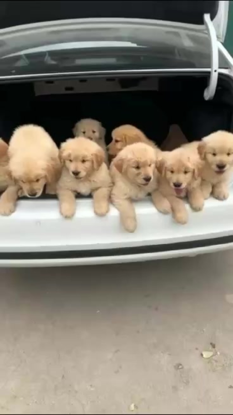 金毛犬