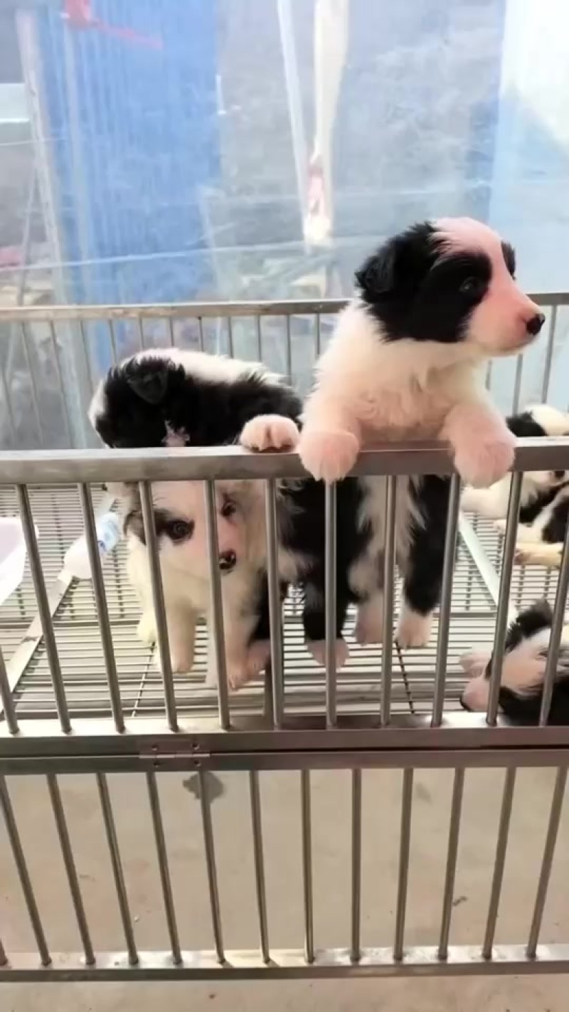 边牧犬