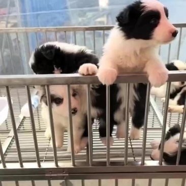 边牧犬