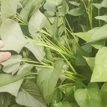 原种脱毒一代红薯苗，商薯19