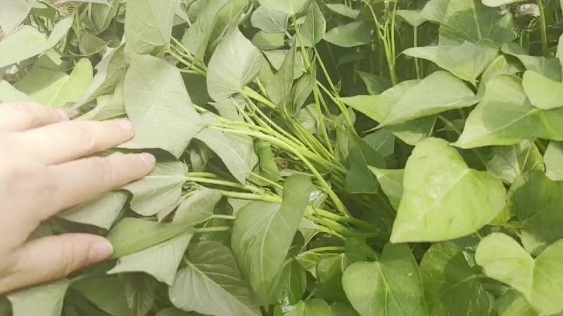 原种脱毒一代红薯苗，商薯19